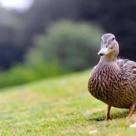 Holiday home Mallards Grasmere